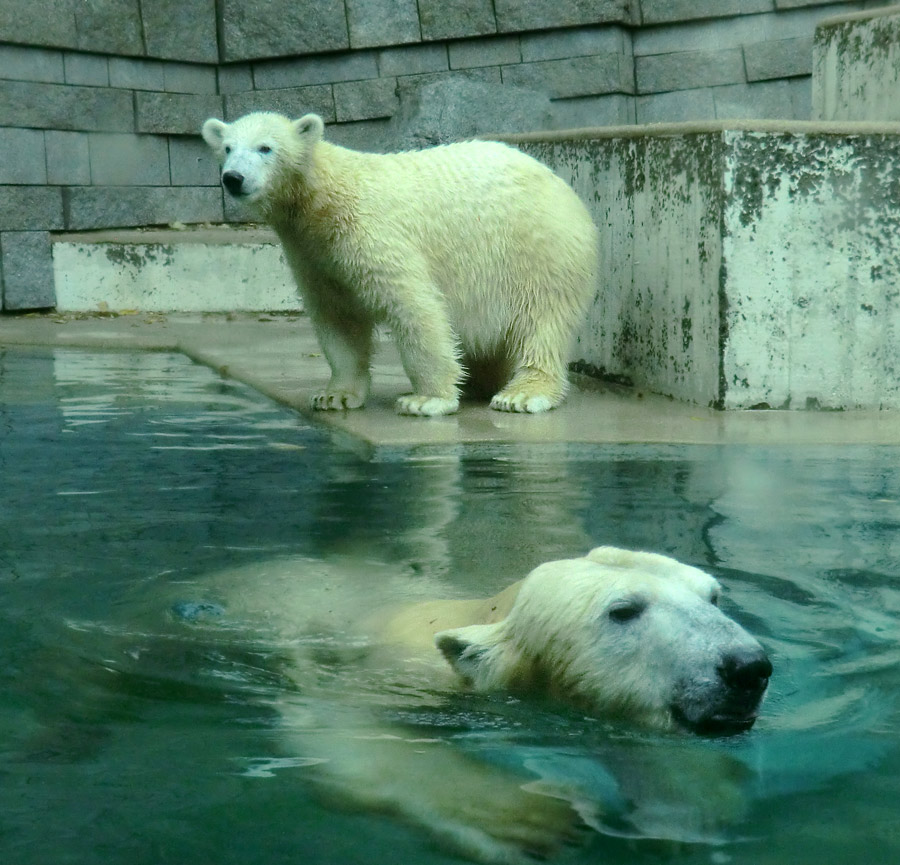 Eisbärin VILMA und Eisbärjungtier ANORI am 10. November 2012 im Zoo Wuppertal