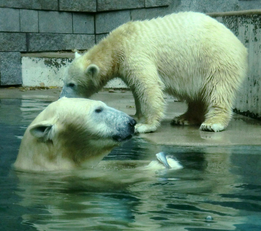 Eisbärin VILMA und Eisbärjungtier ANORI am 10. November 2012 im Zoo Wuppertal