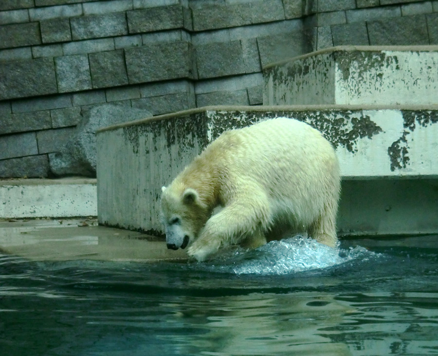 Eisbärjungtier ANORI am 10. November 2012 im Zoo Wuppertal