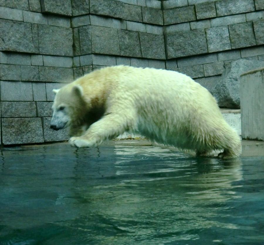 Eisbärjungtier ANORI am 10. November 2012 im Zoo Wuppertal