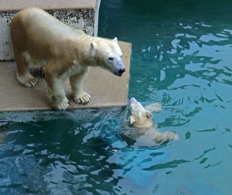 Eisbärin VILMA und Eisbärjungtier ANORI am 10. November 2012 im Wuppertaler Zoo