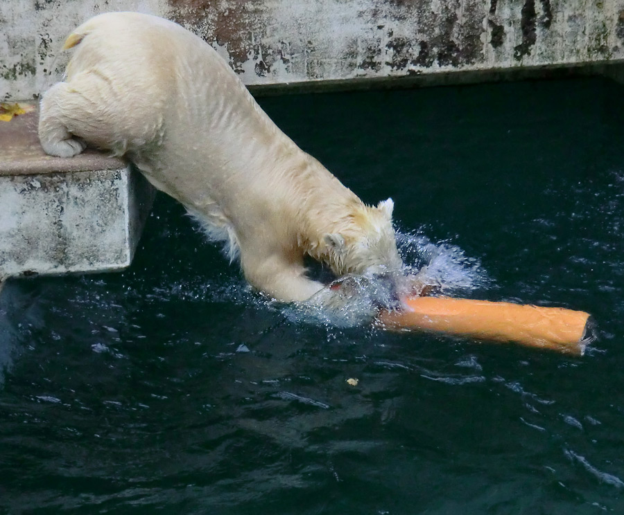 Eisbärjungtier ANORI am 10. November 2012 im Wuppertaler Zoo