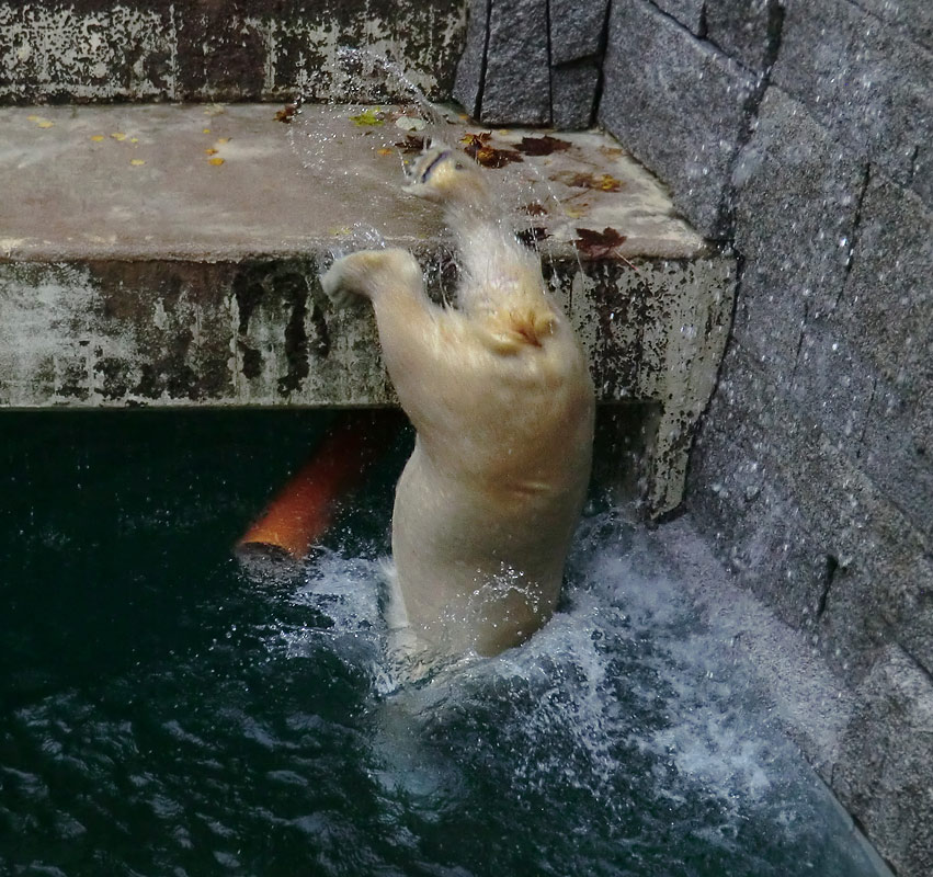 Eisbärjungtier ANORI am 10. November 2012 im Zoo Wuppertal