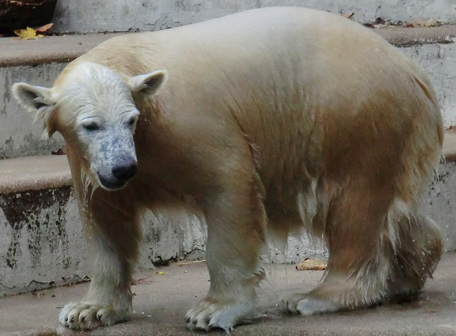 Eisbärjungtier ANORI am 10. November 2012 im Wuppertaler Zoo