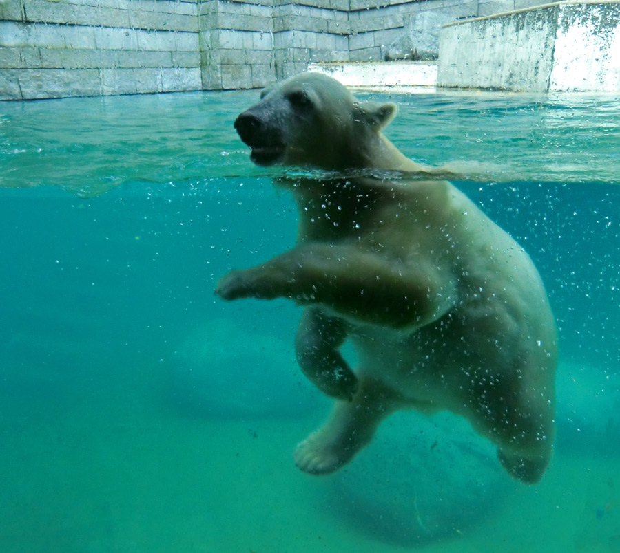 Eisbärjungtier ANORI am 11. November 2012 im Wuppertaler Zoo
