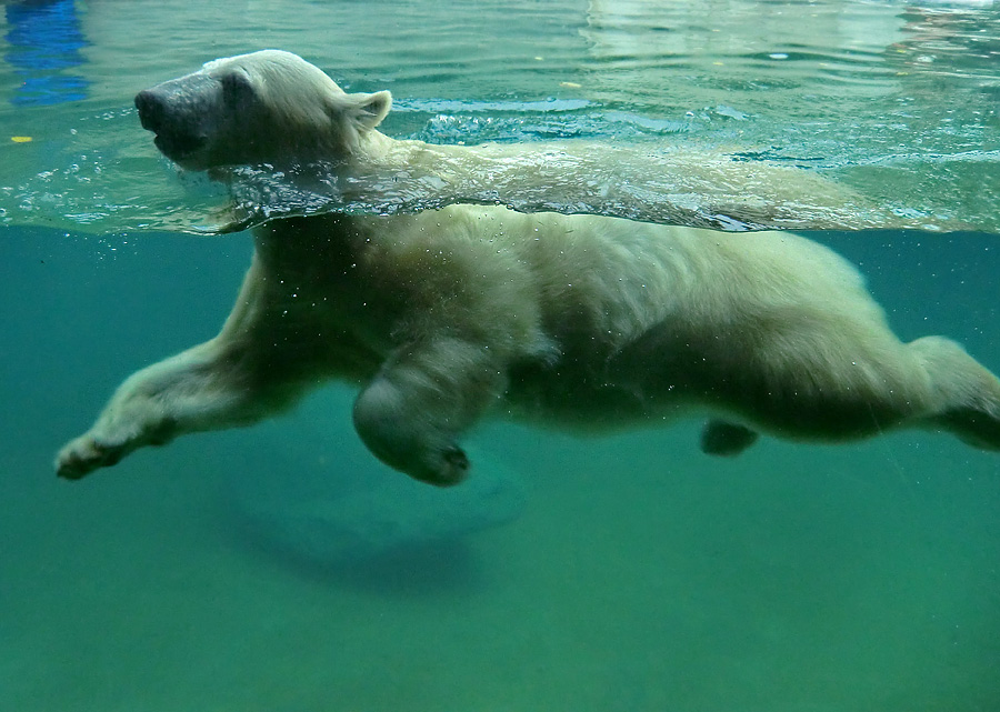 Eisbärjungtier ANORI am 11. November 2012 im Wuppertaler Zoo