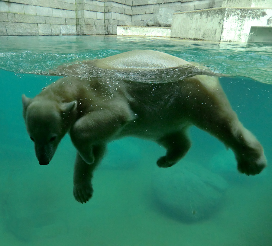 Eisbärjungtier ANORI am 11. November 2012 im Zoo Wuppertal