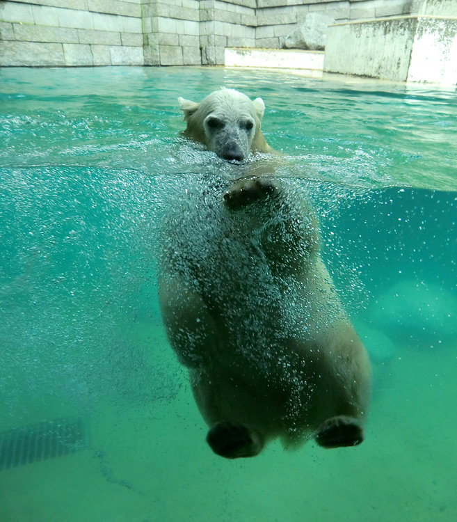 Eisbärjungtier ANORI am 11. November 2012 im Zoologischen Garten Wuppertal