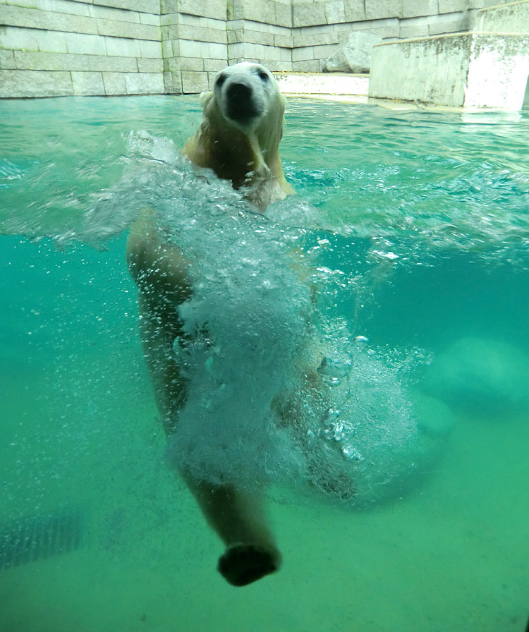 Eisbärjungtier ANORI am 11. November 2012 im Wuppertaler Zoo