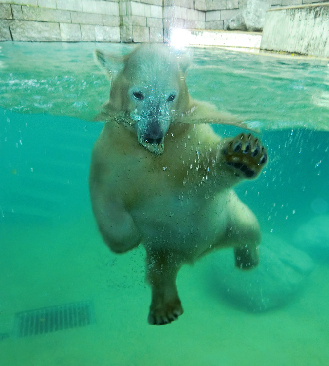 Eisbärjungtier ANORI am 11. November 2012 im Wuppertaler Zoo