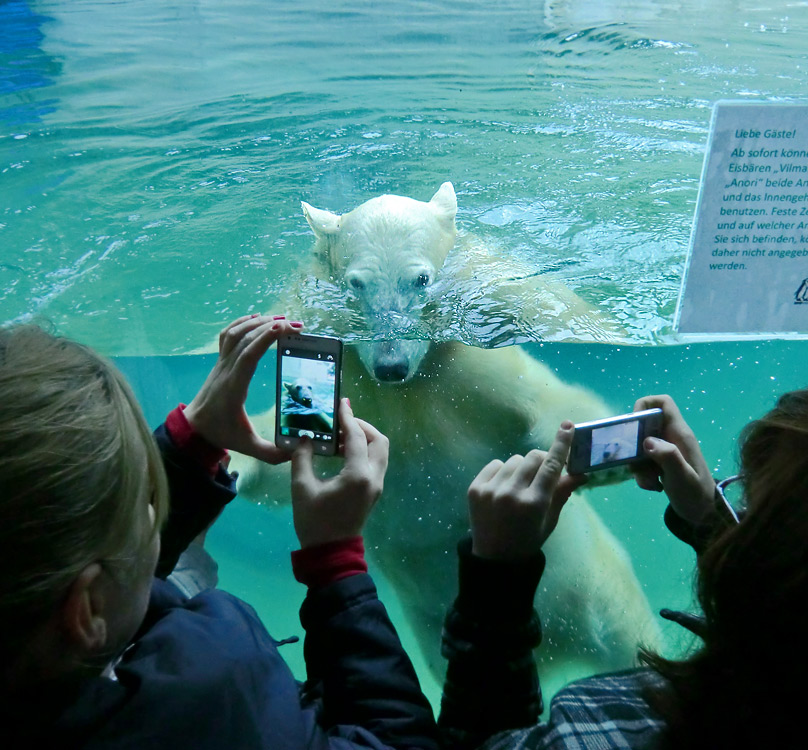 Eisbärjungtier ANORI am 11. November 2012 im Zoo Wuppertal