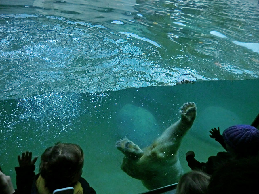 Eisbärjungtier ANORI am 11. November 2012 im Zoologischen Garten Wuppertal