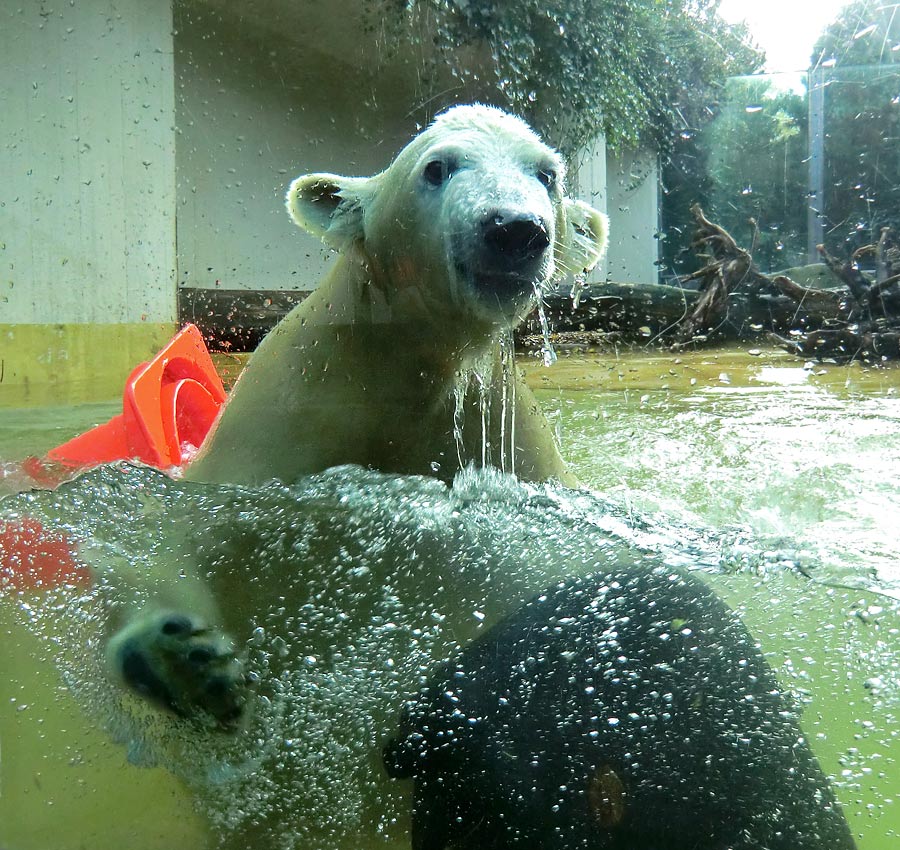 Eisbärjungtier ANORI am 11. November 2012 im Zoologischen Garten Wuppertal