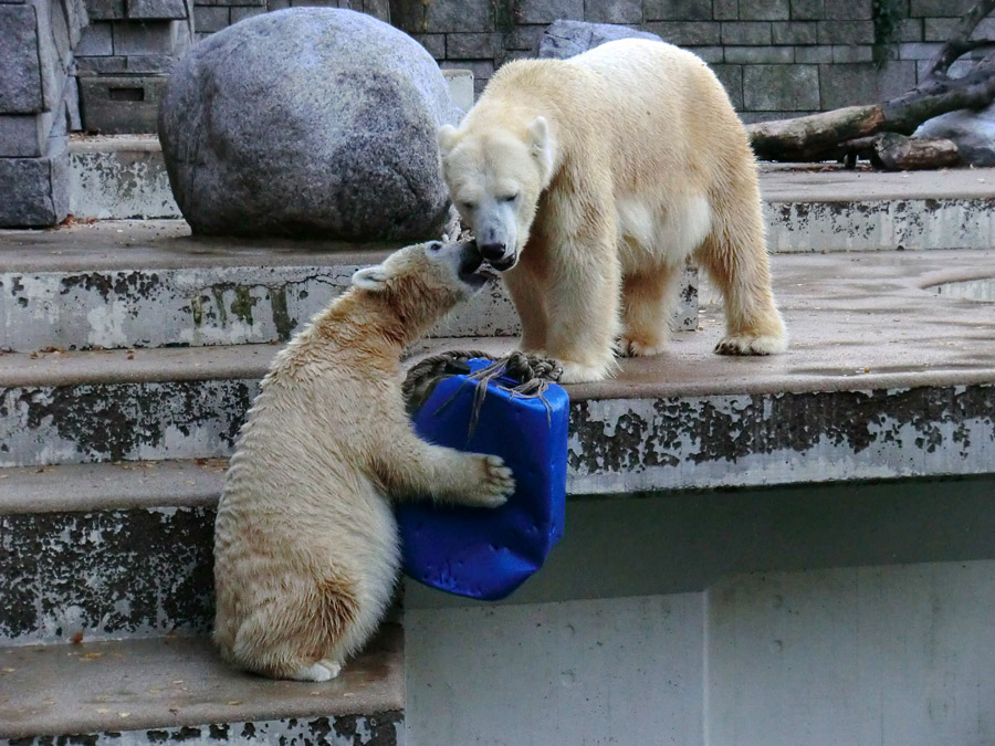 Eisbärjungtier ANORI und Eisbärin VILMA am 17. November 2012 im Wuppertaler Zoo