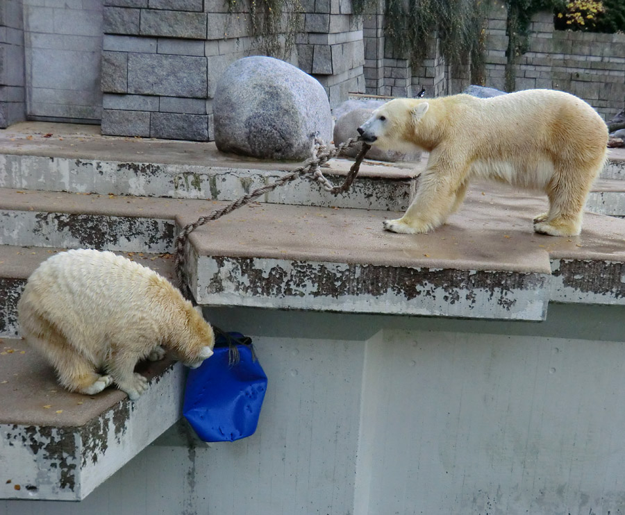 Eisbärjungtier ANORI und Eisbärin VILMA am 17. November 2012 im Zoologischen Garten Wuppertal