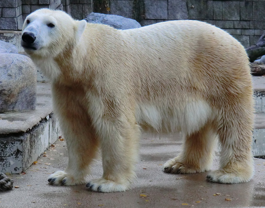 Eisbärin VILMA am 17. November 2012 im Zoo Wuppertal