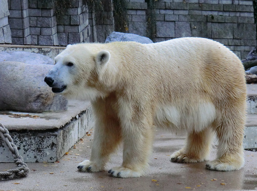 Eisbärin VILMA am 17. November 2012 im Zoologischen Garten Wuppertal