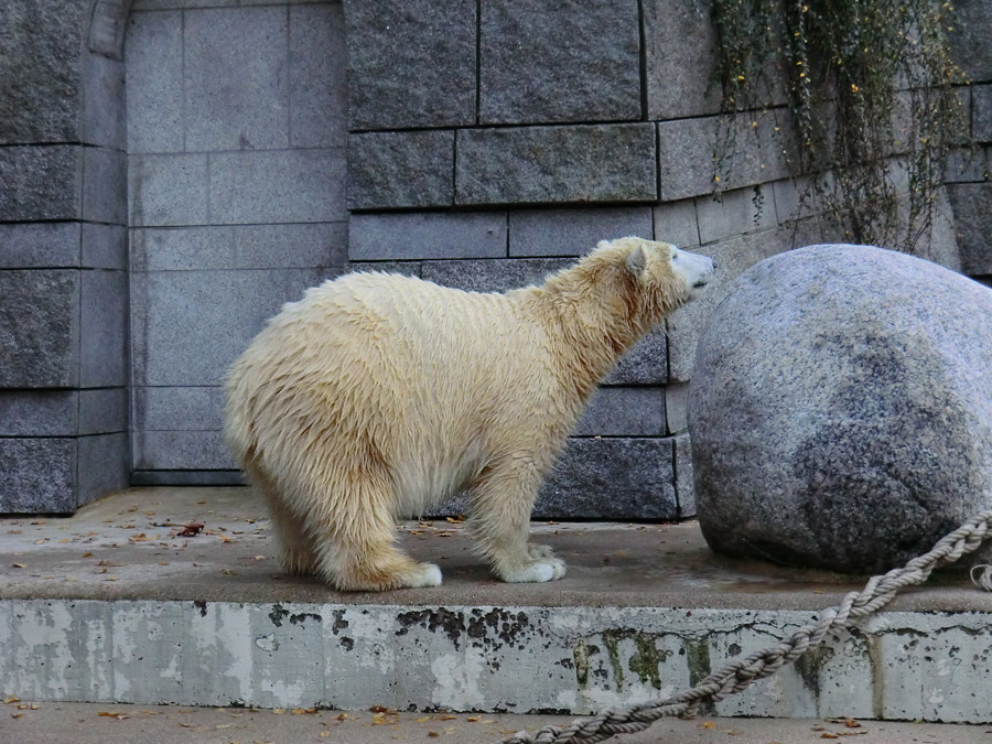 Eisbärjungtier ANORI am 17. November 2012 im Wuppertaler Zoo