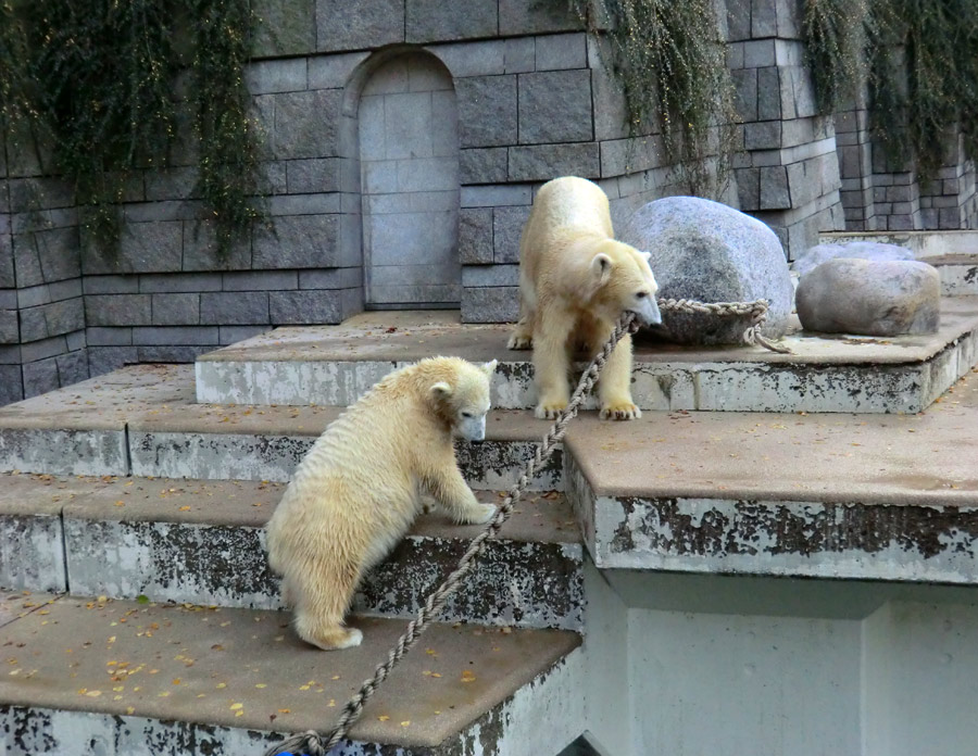 Eisbärjungtier ANORI und Eisbärin VILMA am 17. November 2012 im Zoologischen Garten Wuppertal