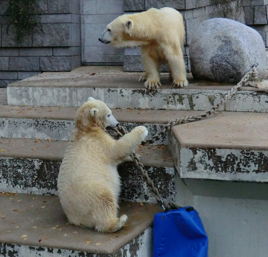 Eisbärjungtier ANORI und Eisbärin VILMA am 17. November 2012 im Wuppertaler Zoo