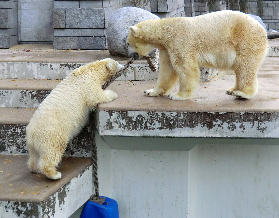 Eisbärjungtier ANORI und Eisbärin VILMA am 17. November 2012 im Wuppertaler Zoo