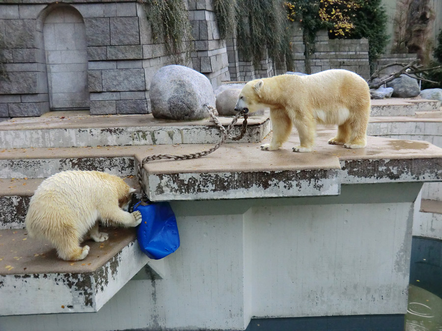 Eisbärjungtier ANORI und Eisbärin VILMA am 17. November 2012 im Zoo Wuppertal