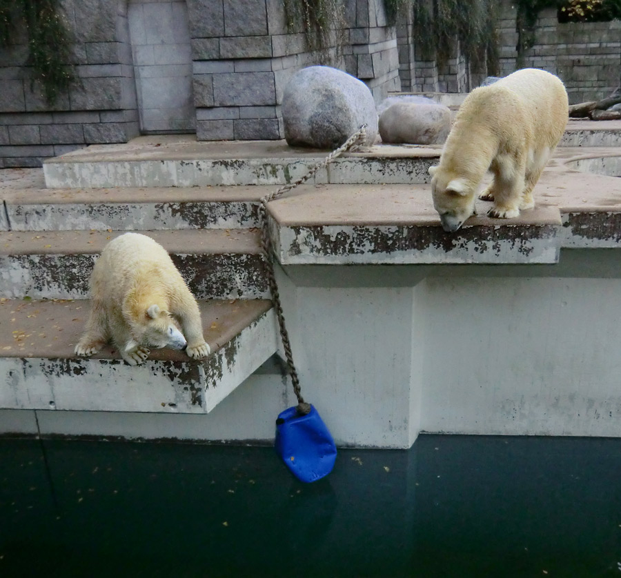 Eisbärjungtier ANORI und Eisbärin VILMA am 17. November 2012 im Zoologischen Garten Wuppertal
