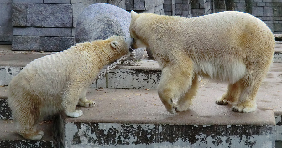 Eisbärjungtier ANORI und Eisbärin VILMA am 17. November 2012 im Wuppertaler Zoo