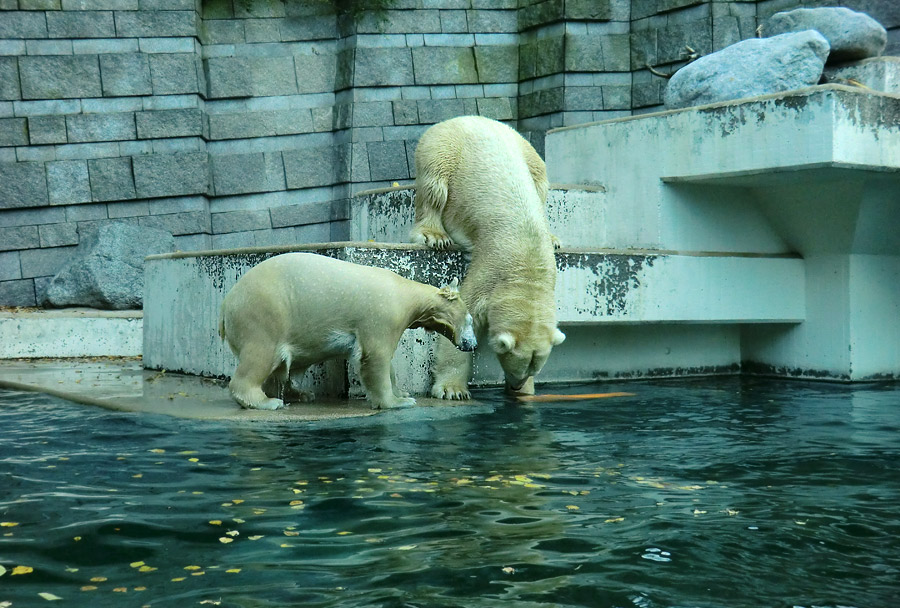 Eisbärjungtier ANORI und Eisbärin VILMA am 17. November 2012 im Wuppertaler Zoo