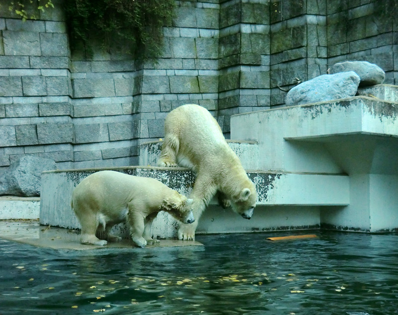 Eisbärjungtier ANORI und Eisbärin VILMA am 17. November 2012 im Zoo Wuppertal