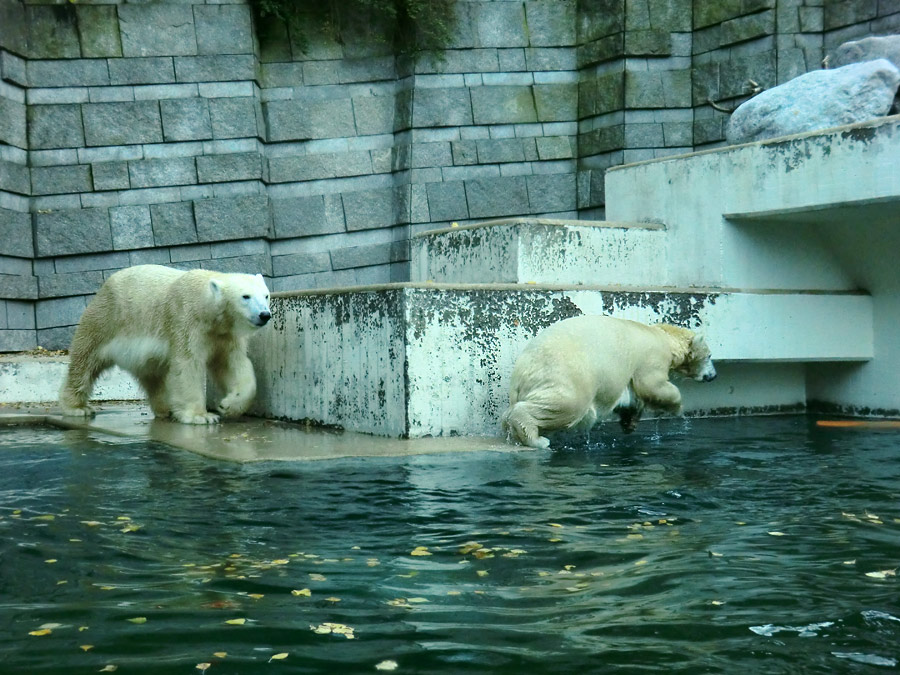 Eisbärin VILMA und Eisbärjungtier ANORI am 17. November 2012 im Zoologischen Garten Wuppertal