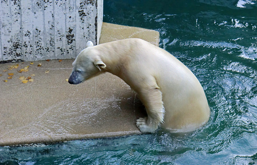 Eisbärjungtier ANORI am 17. November 2012 im Zoologischen Garten Wuppertal