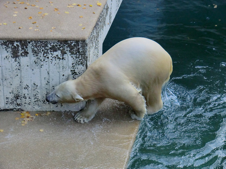 Eisbärjungtier ANORI am 17. November 2012 im Zoologischen Garten Wuppertal