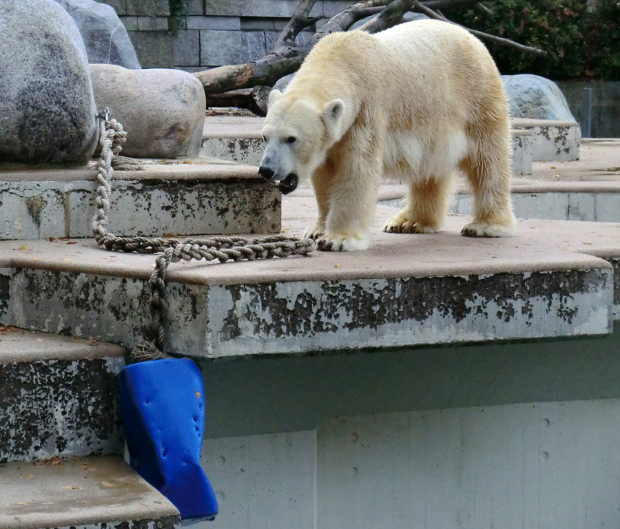 Eisbärin VILMA am 17. November 2012 im Wuppertaler Zoo