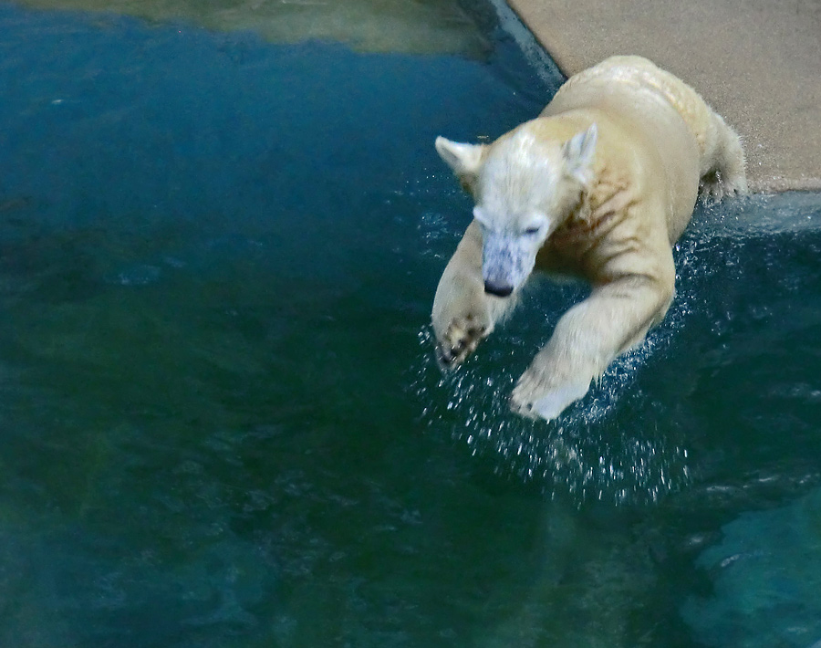 Eisbärjungtier ANORI am 17. November 2012 im Wuppertaler Zoo