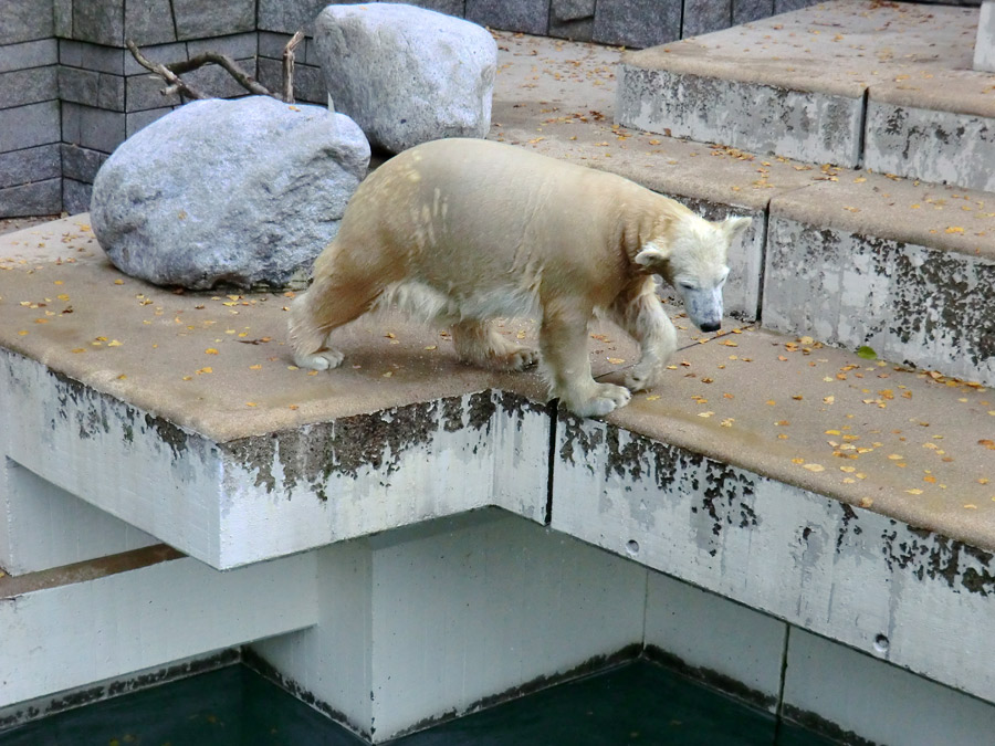 Eisbärjungtier ANORI am 17. November 2012 im Wuppertaler Zoo