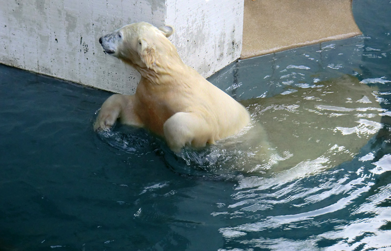 Eisbärjungtier ANORI am 17. November 2012 im Zoologischen Garten Wuppertal