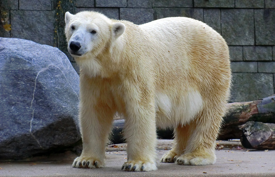 Eisbärin VILMA am 17. November 2012 im Wuppertaler Zoo