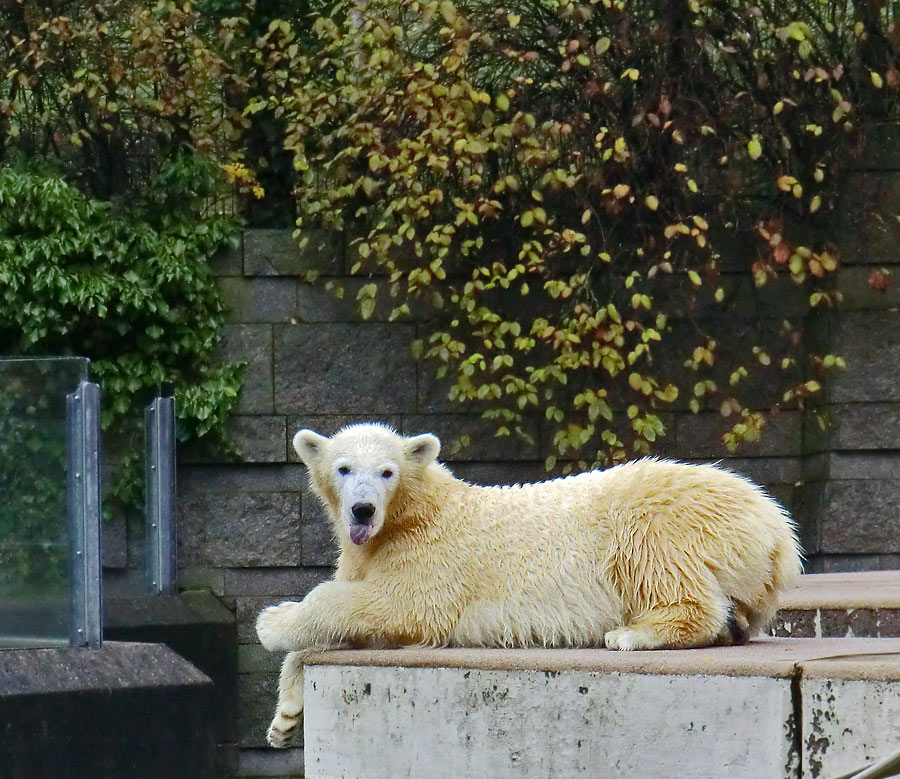 Eisbärjungtier ANORI am 24. November 2012 im Zoologischen Garten Wuppertal
