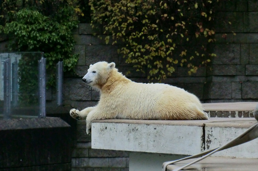 Eisbärjungtier ANORI am 24. November 2012 im Zoo Wuppertal