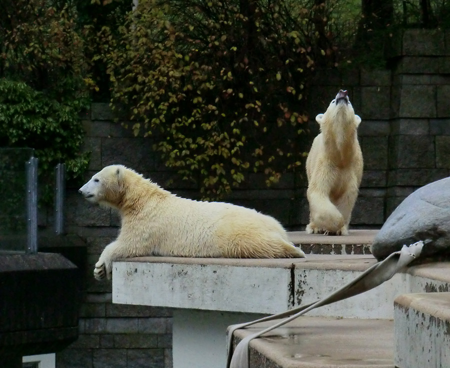 Eisbärjungtier ANORI und Eisbärin VILMA am 24. November 2012 im Wuppertaler Zoo