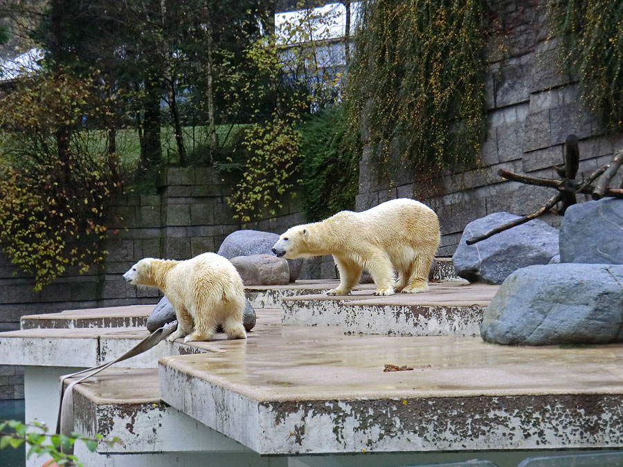Eisbärjungtier ANORI und Eisbärin VILMA am 24. November 2012 im Zoo Wuppertal