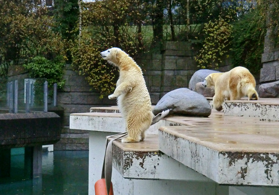 Eisbärjungtier ANORI und Eisbärin VILMA am 24. November 2012 im Zoologischen Garten Wuppertal