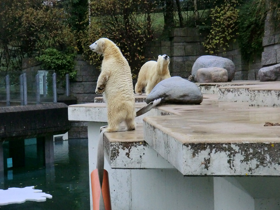 Eisbärjungtier ANORI und Eisbärin VILMA am 24. November 2012 im Wuppertaler Zoo