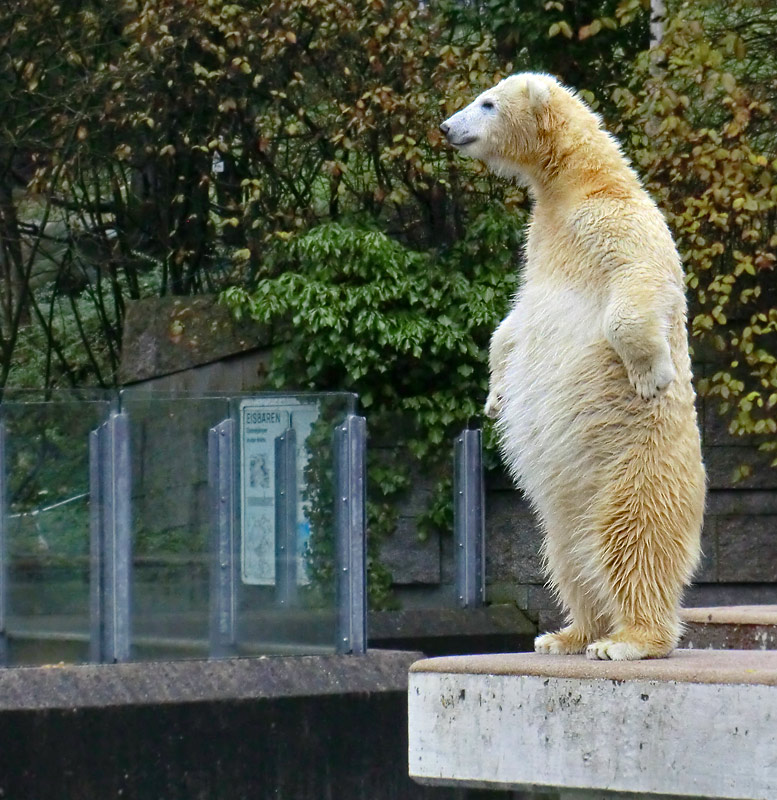 Eisbärjungtier ANORI am 24. November 2012 im Zoo Wuppertal