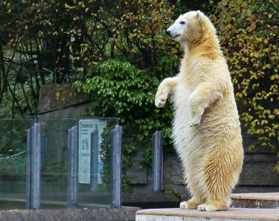 Eisbärjungtier ANORI am 24. November 2012 im Zoologischen Garten Wuppertal