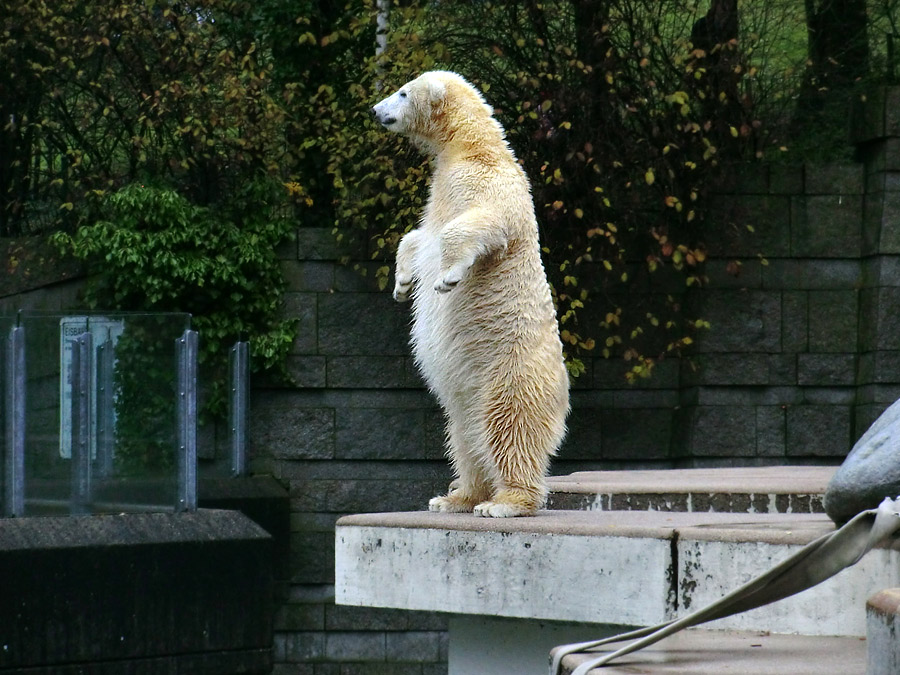 Eisbärjungtier ANORI am 24. November 2012 im Zoo Wuppertal