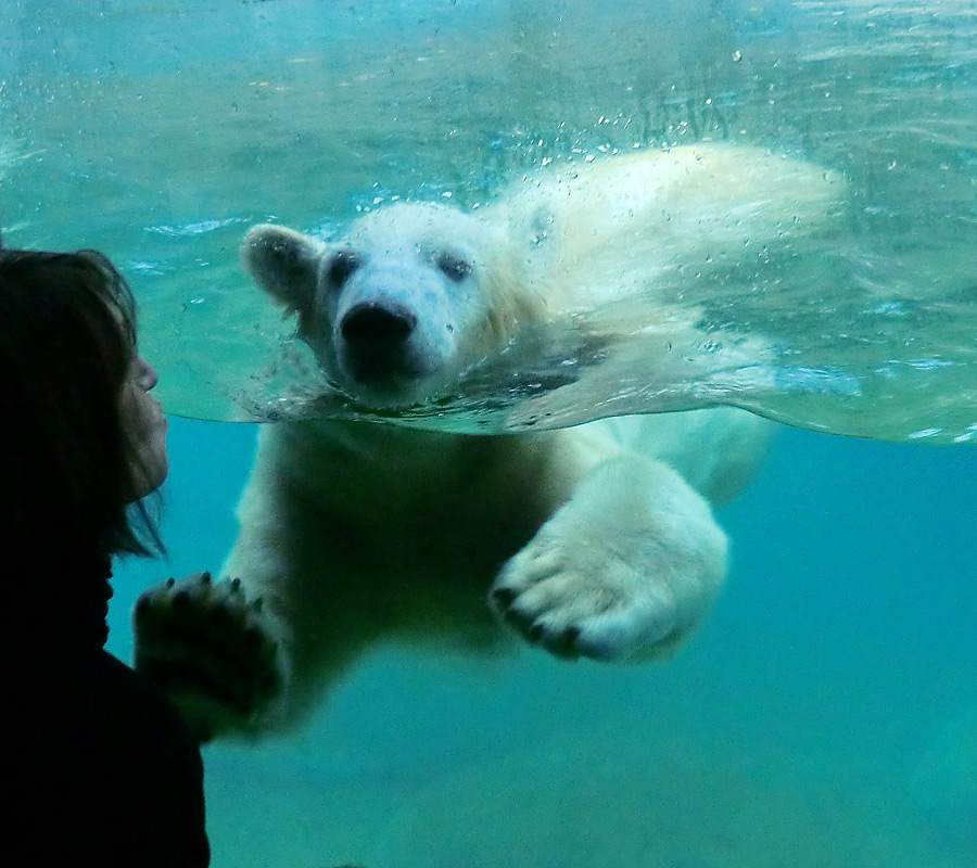 Eisbärjungtier ANORI am 24. November 2012 im Zoologischen Garten Wuppertal