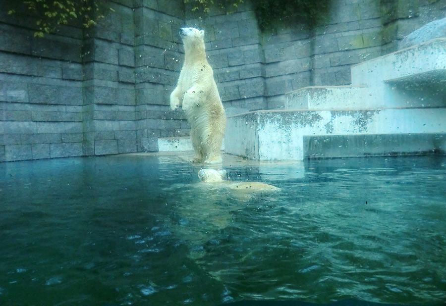 Stehende Eisbärin VILMA und Eisbärjungtier ANORI im Wasser am 24. November 2012 im Wuppertaler Zoo