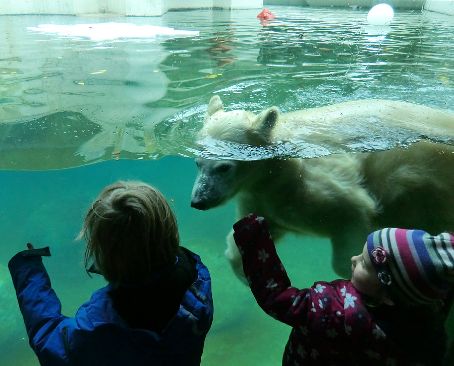 Eisbärjungtier ANORI am 24. November 2012 im Zoo Wuppertal